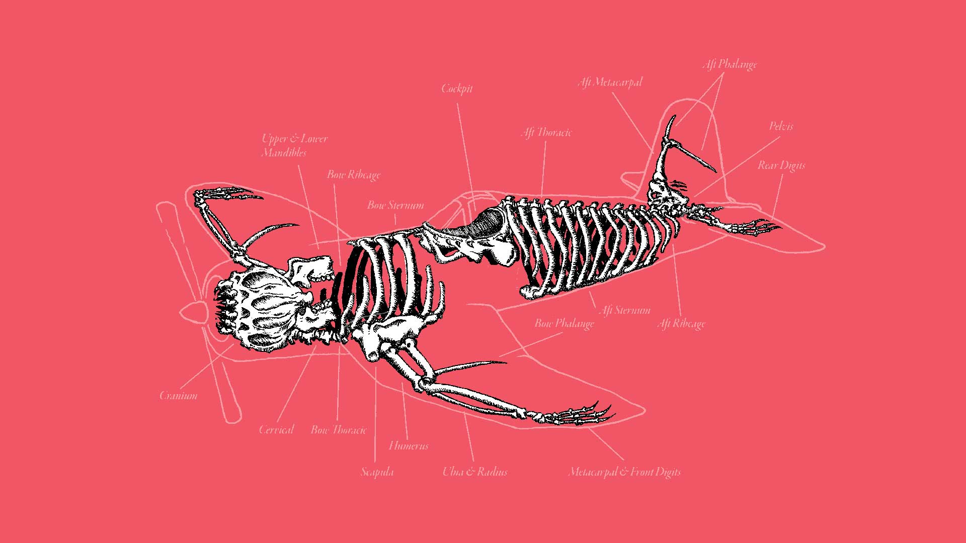 Skeletal diagram of a plane